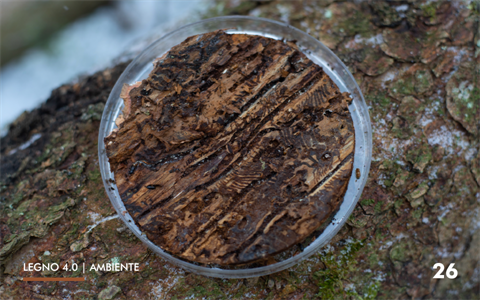 26-ambiente-microrganismi(0)