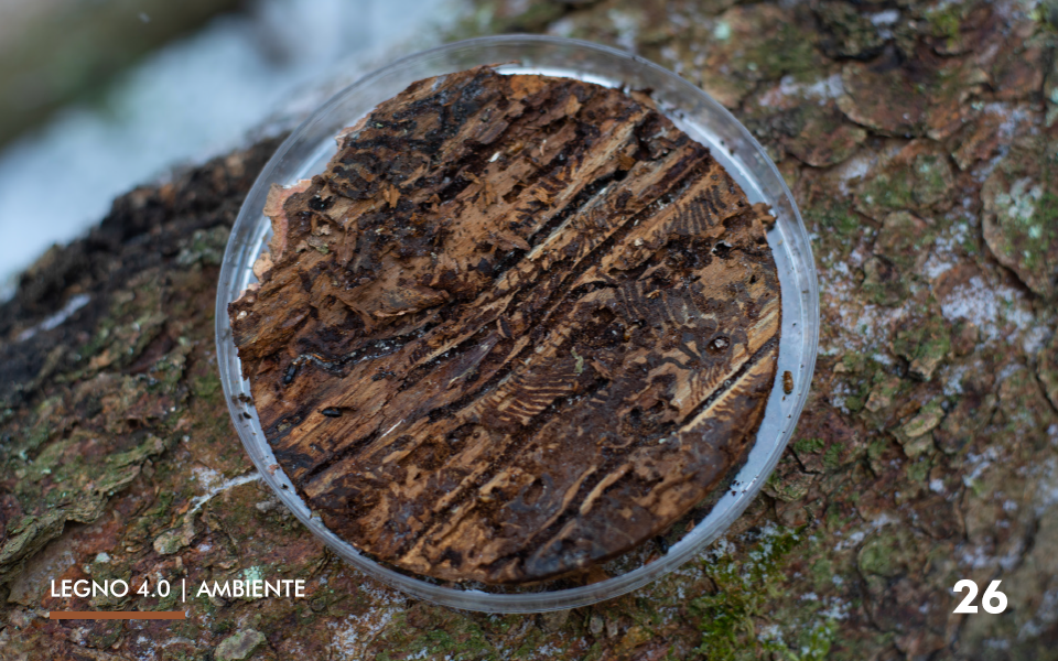 26-ambiente-microrganismi