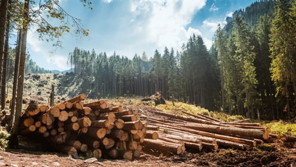 blog_TutelaForestale_EvoluzioneTimberRegulationEuropea(0)